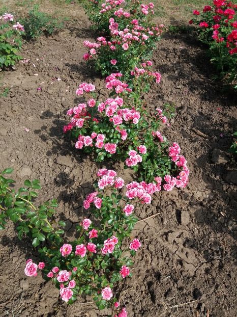  - 5 Trandafiri 2018 Gradina Botanica