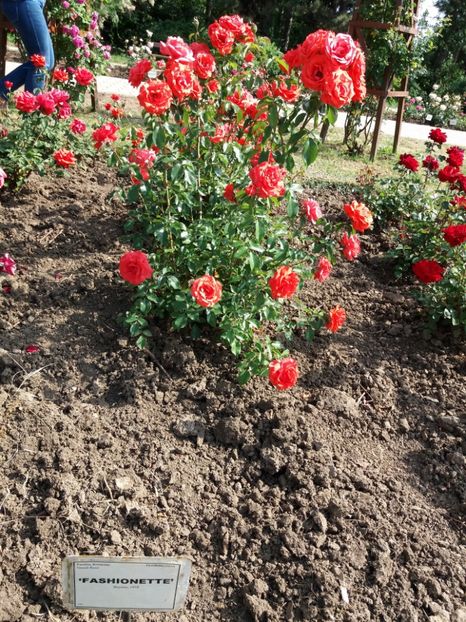  - 5 Trandafiri 2018 Gradina Botanica