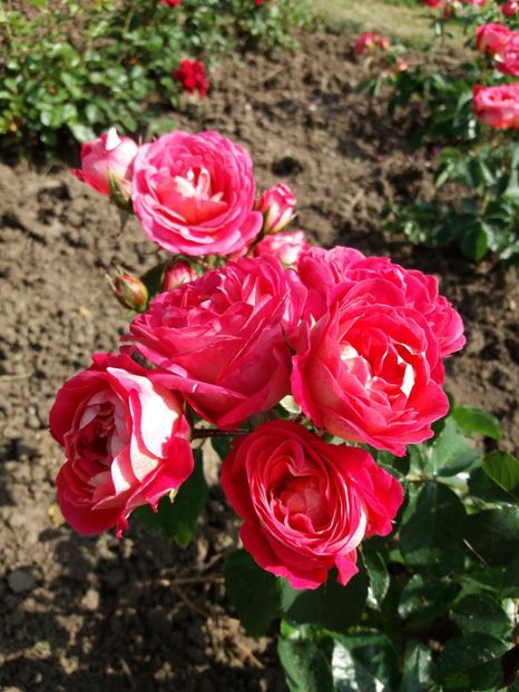  - 5 Trandafiri 2018 Gradina Botanica