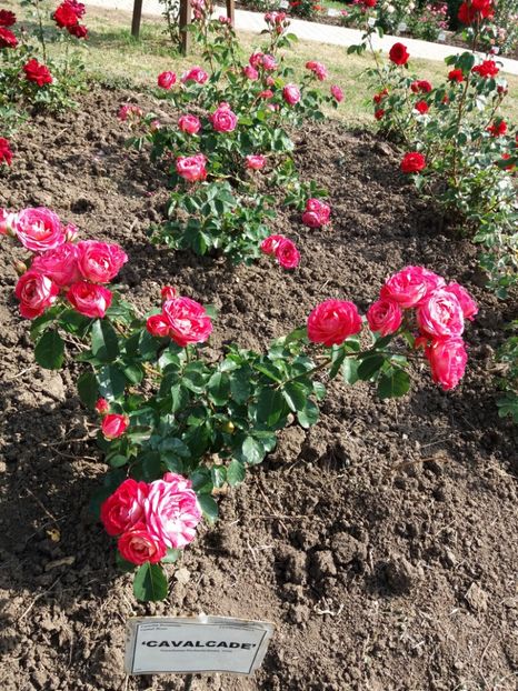  - 5 Trandafiri 2018 Gradina Botanica