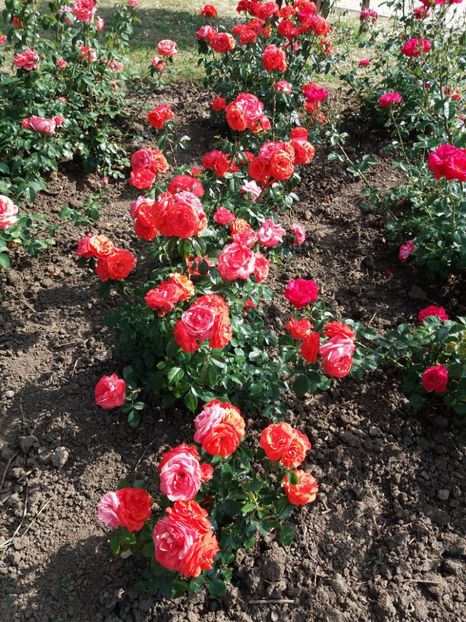  - 5 Trandafiri 2018 Gradina Botanica