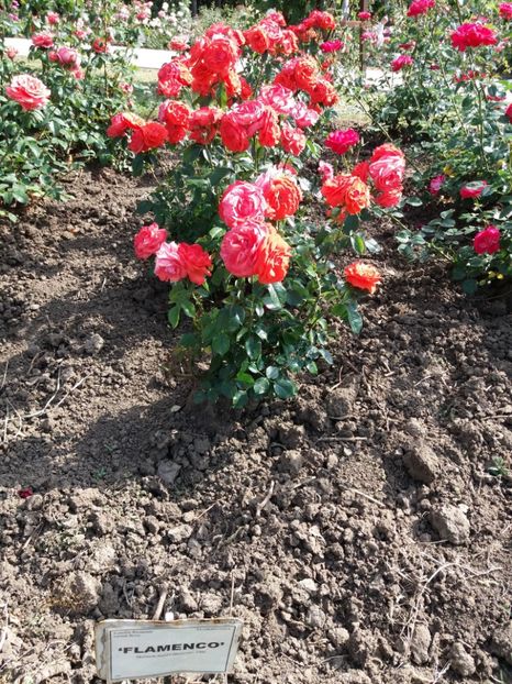  - 5 Trandafiri 2018 Gradina Botanica