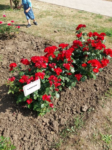  - 5 Trandafiri 2018 Gradina Botanica