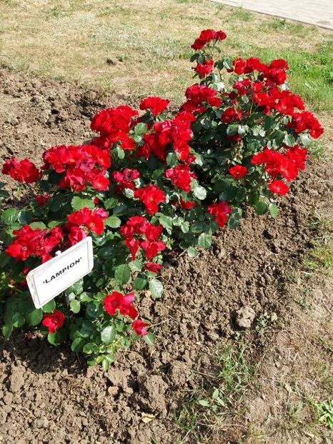  - 5 Trandafiri 2018 Gradina Botanica