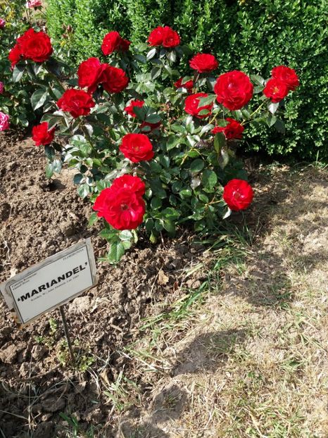  - 5 Trandafiri 2018 Gradina Botanica