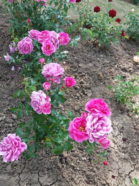  - 5 Trandafiri 2018 Gradina Botanica