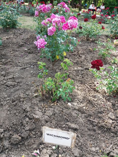  - 5 Trandafiri 2018 Gradina Botanica