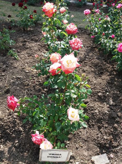  - 5 Trandafiri 2018 Gradina Botanica