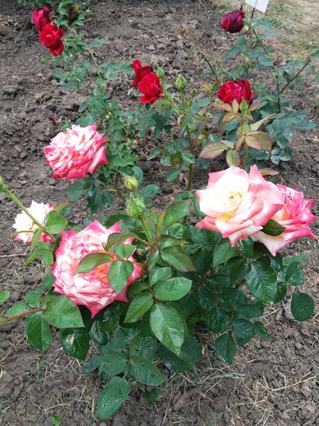  - 5 Trandafiri 2018 Gradina Botanica