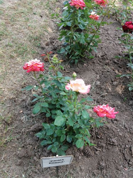  - 5 Trandafiri 2018 Gradina Botanica