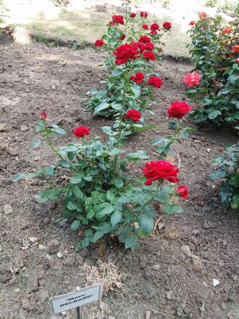  - 5 Trandafiri 2018 Gradina Botanica