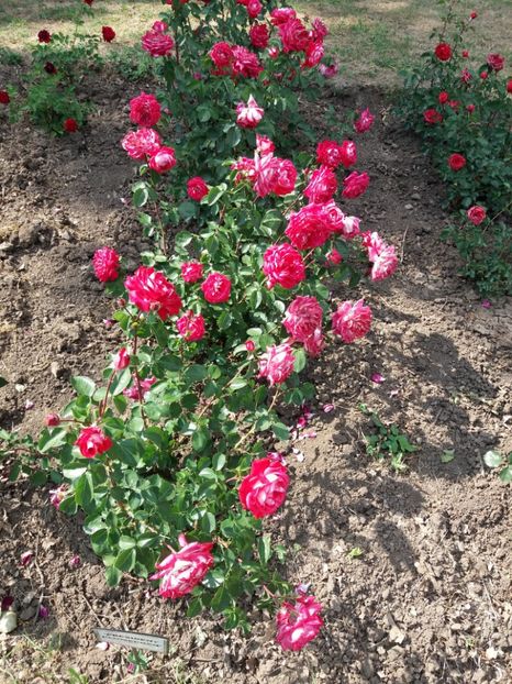  - 5 Trandafiri 2018 Gradina Botanica