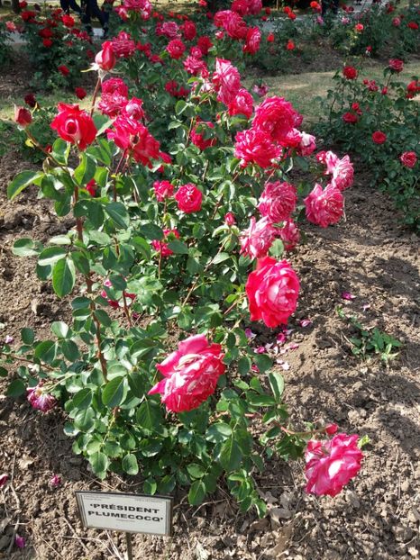  - 5 Trandafiri 2018 Gradina Botanica