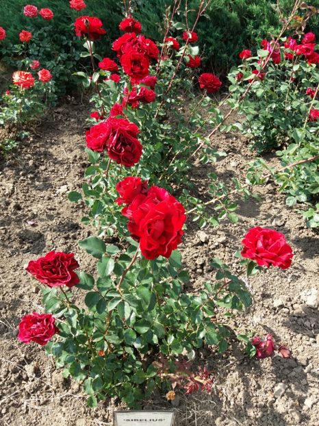  - 5 Trandafiri 2018 Gradina Botanica