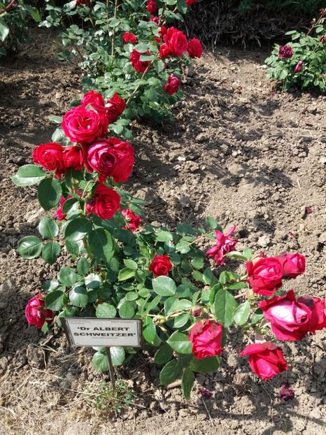  - 5 Trandafiri 2018 Gradina Botanica