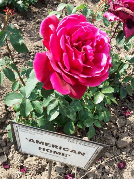  - 5 Trandafiri 2018 Gradina Botanica