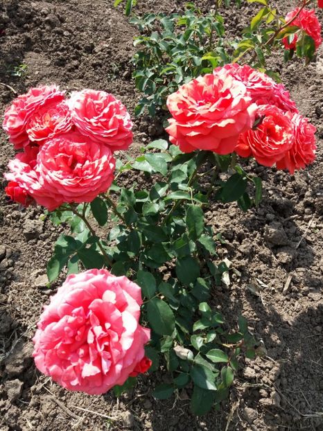  - 5 Trandafiri 2018 Gradina Botanica