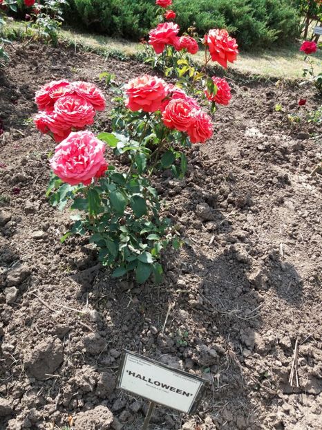  - 5 Trandafiri 2018 Gradina Botanica