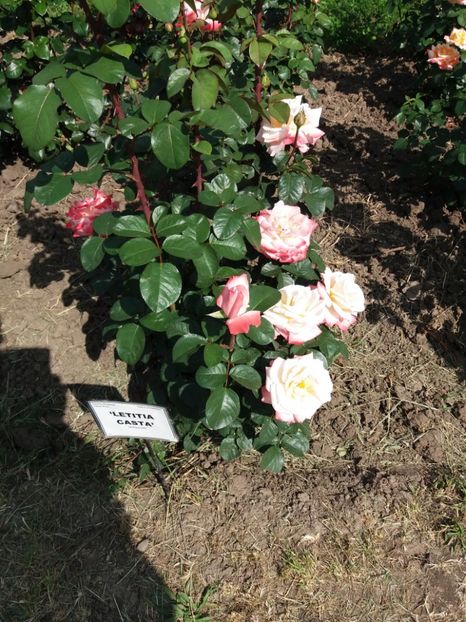  - 5 Trandafiri 2018 Gradina Botanica