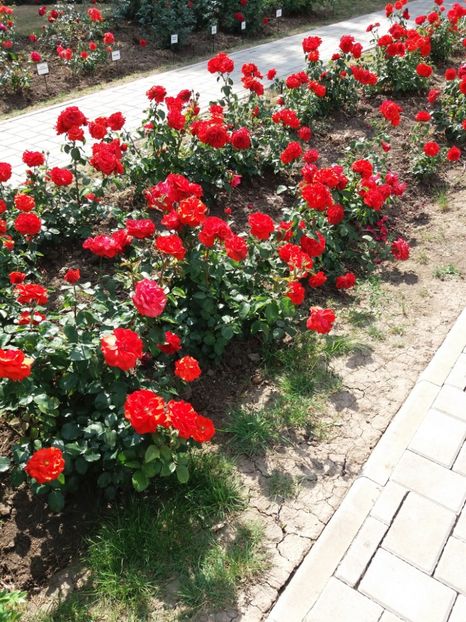  - 5 Trandafiri 2018 Gradina Botanica