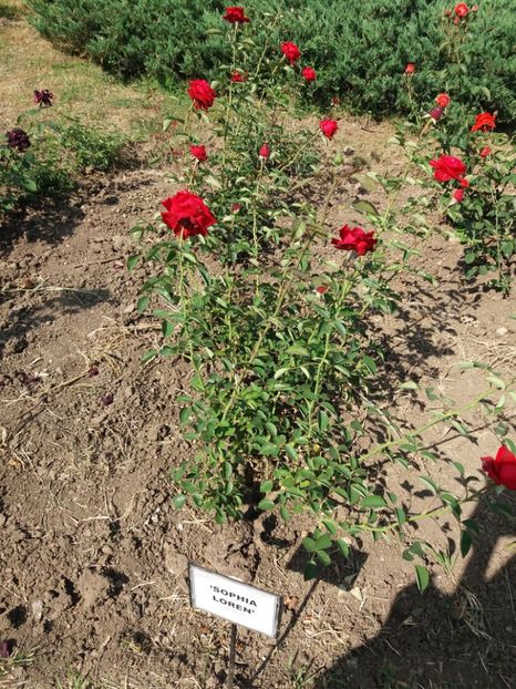  - 5 Trandafiri 2018 Gradina Botanica