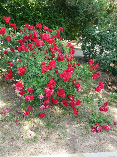  - 5 Trandafiri 2018 Gradina Botanica