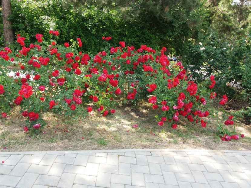  - 5 Trandafiri 2018 Gradina Botanica