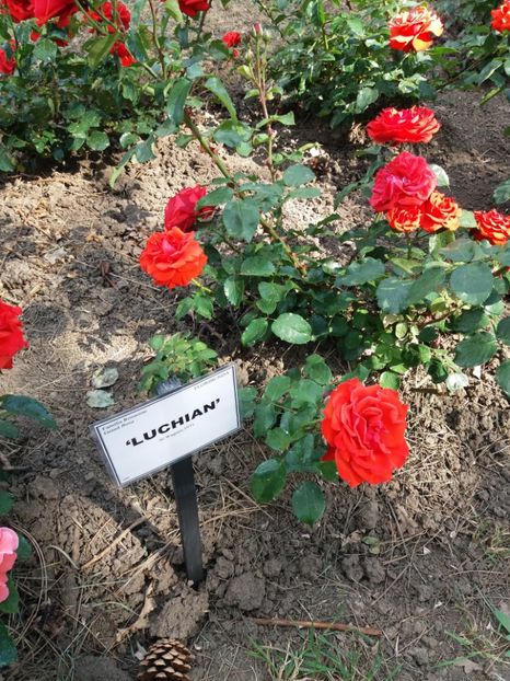  - 5 Trandafiri 2018 Gradina Botanica