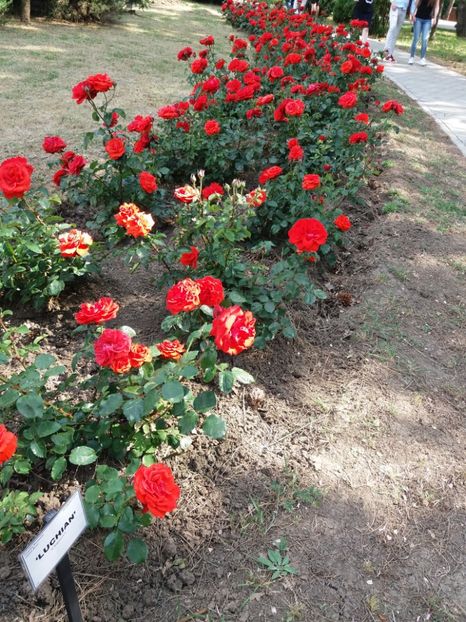  - 5 Trandafiri 2018 Gradina Botanica