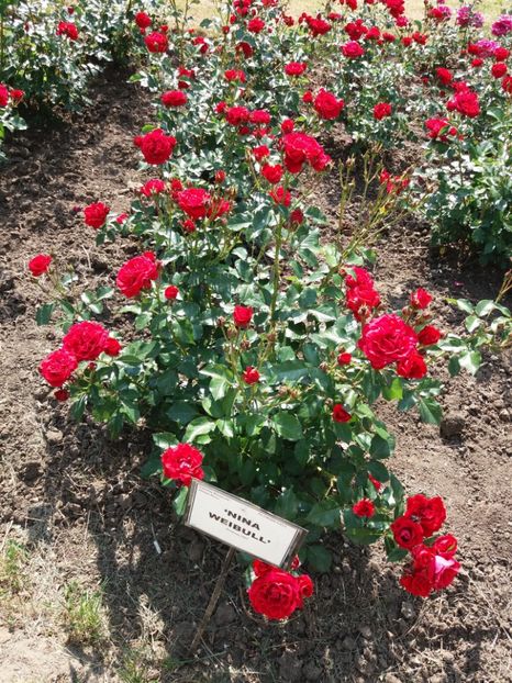  - 5 Trandafiri 2018 Gradina Botanica