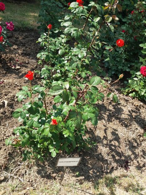  - 5 Trandafiri 2018 Gradina Botanica