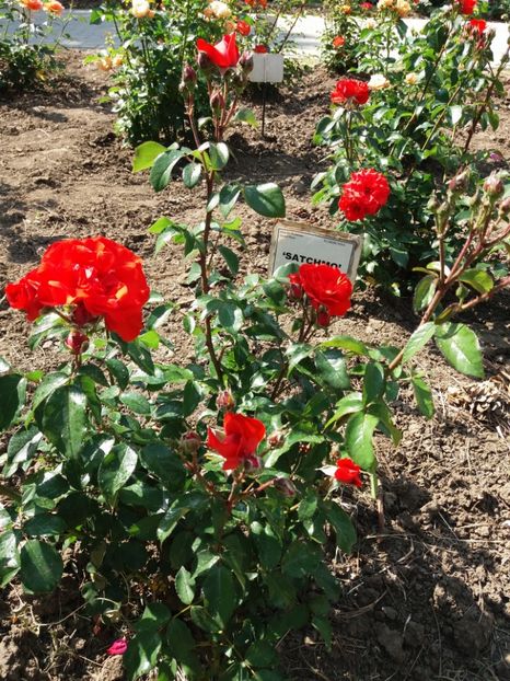  - 5 Trandafiri 2018 Gradina Botanica