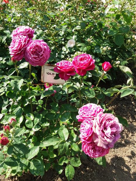  - 5 Trandafiri 2018 Gradina Botanica