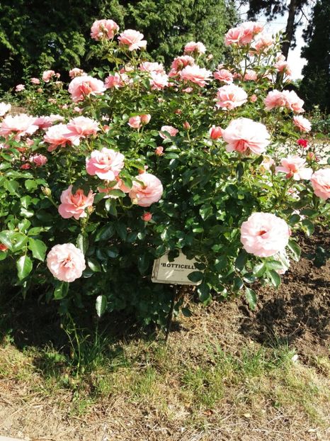  - 5 Trandafiri 2018 Gradina Botanica