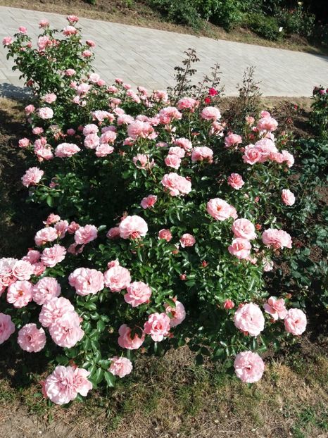  - 5 Trandafiri 2018 Gradina Botanica