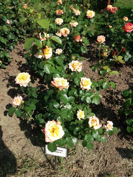  - 5 Trandafiri 2018 Gradina Botanica