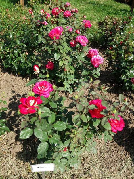  - 5 Trandafiri 2018 Gradina Botanica