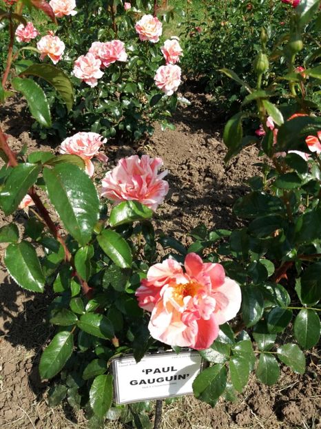  - 5 Trandafiri 2018 Gradina Botanica