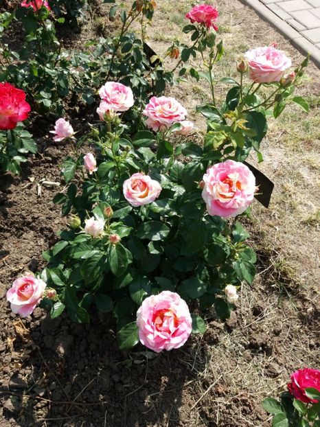  - 5 Trandafiri 2018 Gradina Botanica