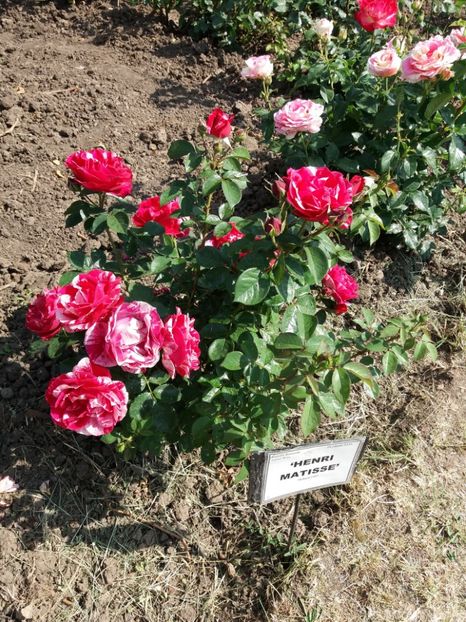  - 5 Trandafiri 2018 Gradina Botanica