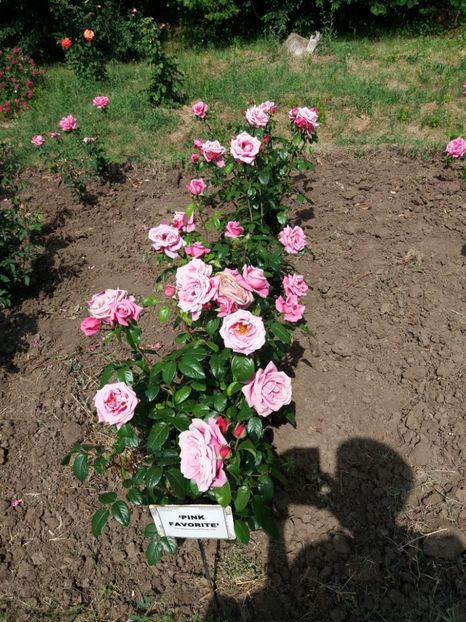  - 5 Trandafiri 2018 Gradina Botanica