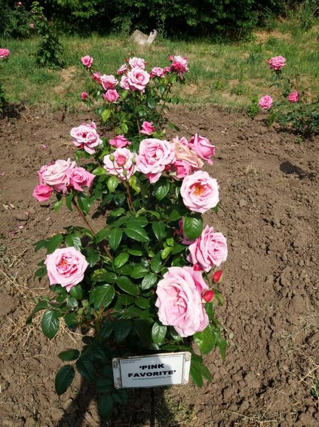  - 5 Trandafiri 2018 Gradina Botanica