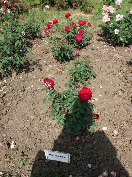  - 5 Trandafiri 2018 Gradina Botanica