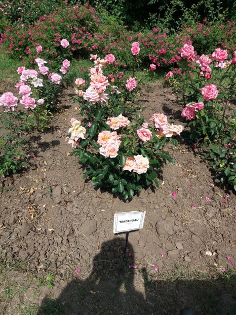  - 5 Trandafiri 2018 Gradina Botanica