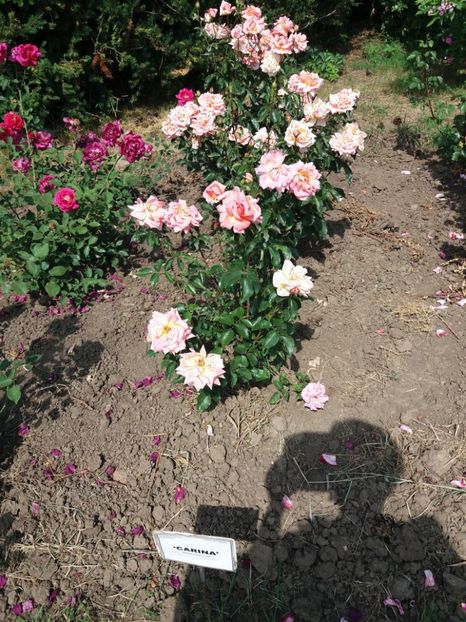  - 5 Trandafiri 2018 Gradina Botanica