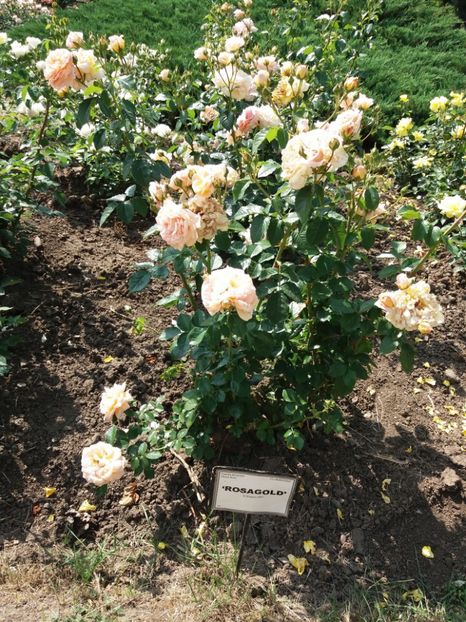  - 5 Trandafiri 2018 Gradina Botanica