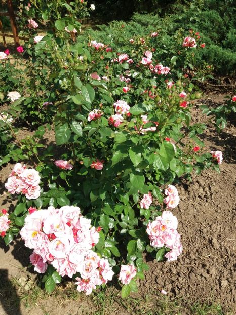  - 5 Trandafiri 2018 Gradina Botanica