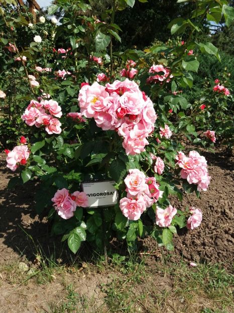  - 5 Trandafiri 2018 Gradina Botanica