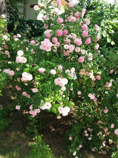  - 5 Trandafiri 2018 Gradina Botanica