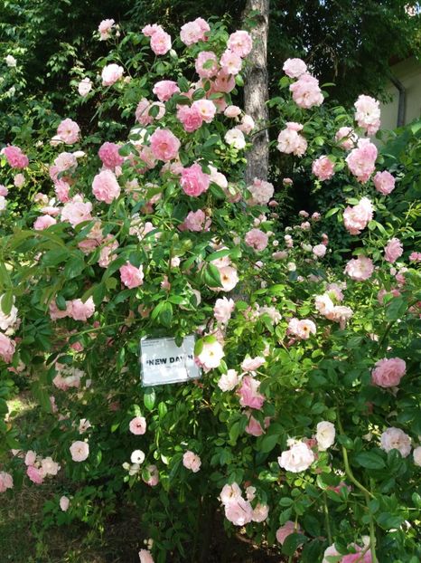  - 5 Trandafiri 2018 Gradina Botanica